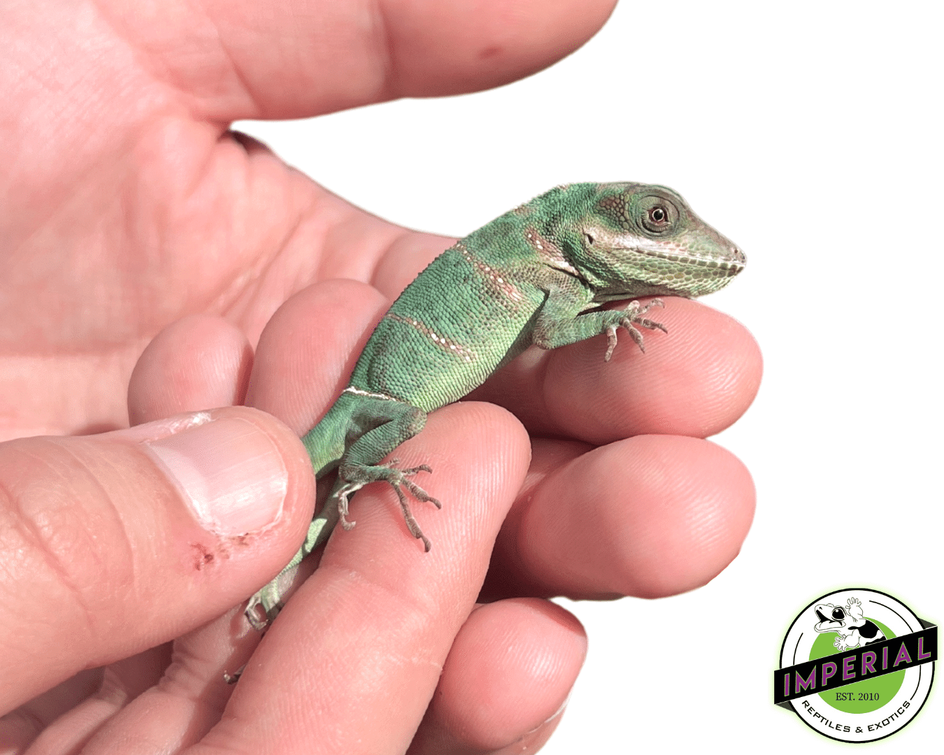 Giant Western White Lip Knight Anole (Anolis equestris luteogularis) - Image 2