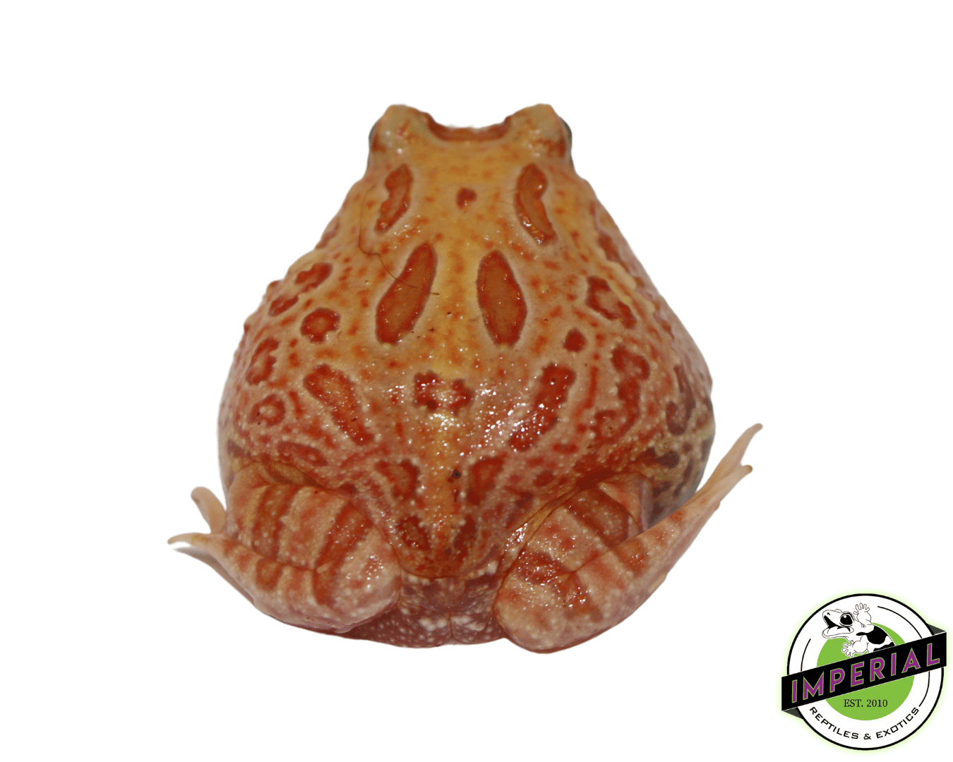 Apricot Pacman Frog Baby - Image 2