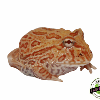 Apricot Pacman Frog Baby