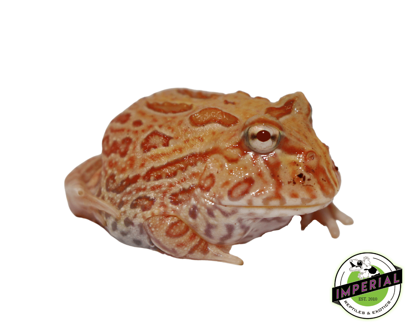 Apricot Pacman Frog Baby