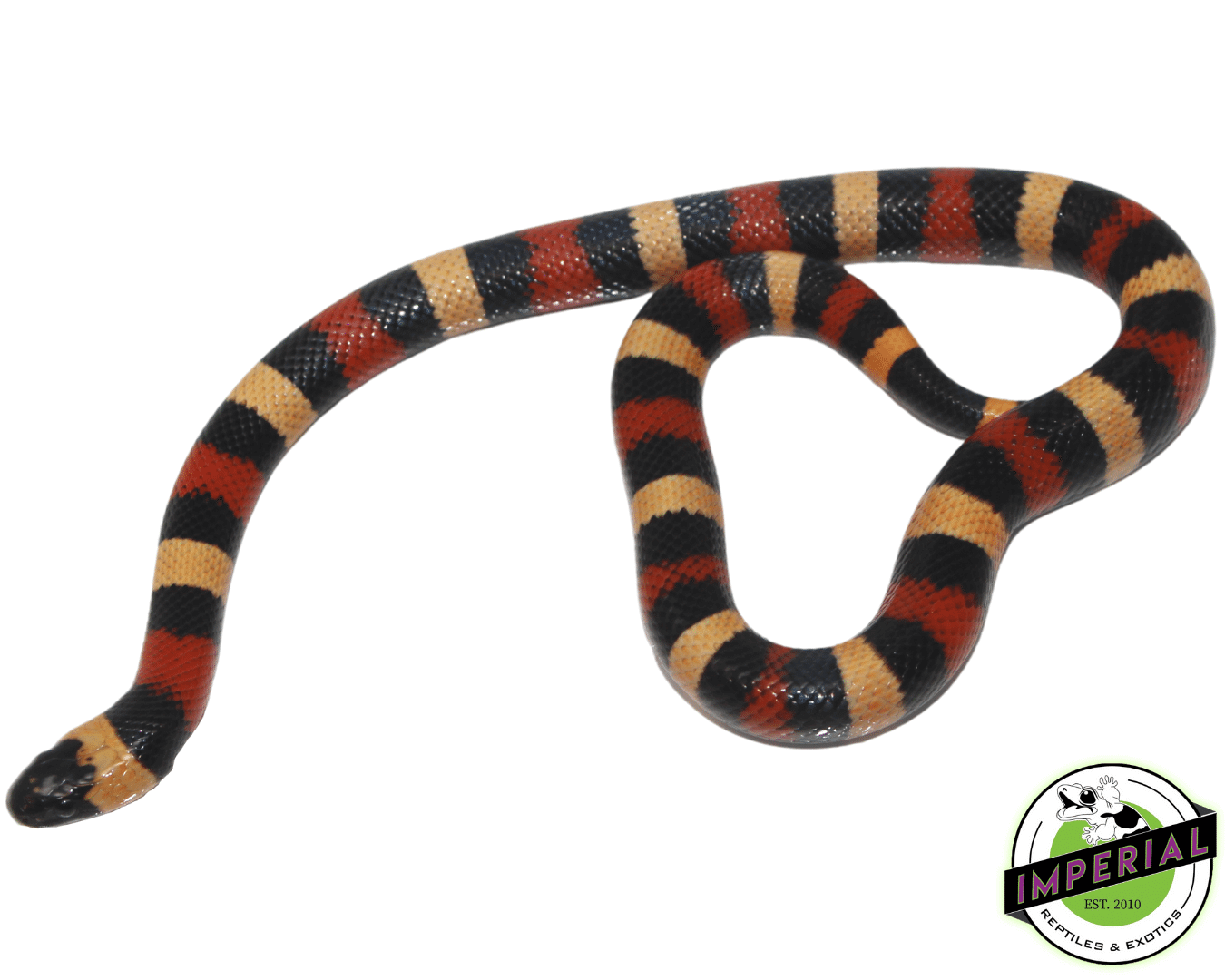 Apricot Pueblan Milk Snake Baby - Image 2