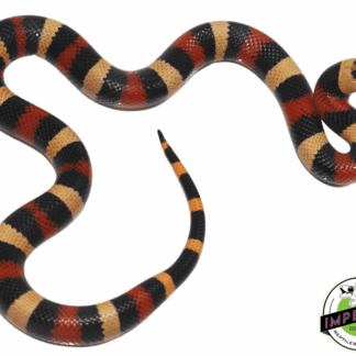 Apricot Pueblan Milk Snake Baby