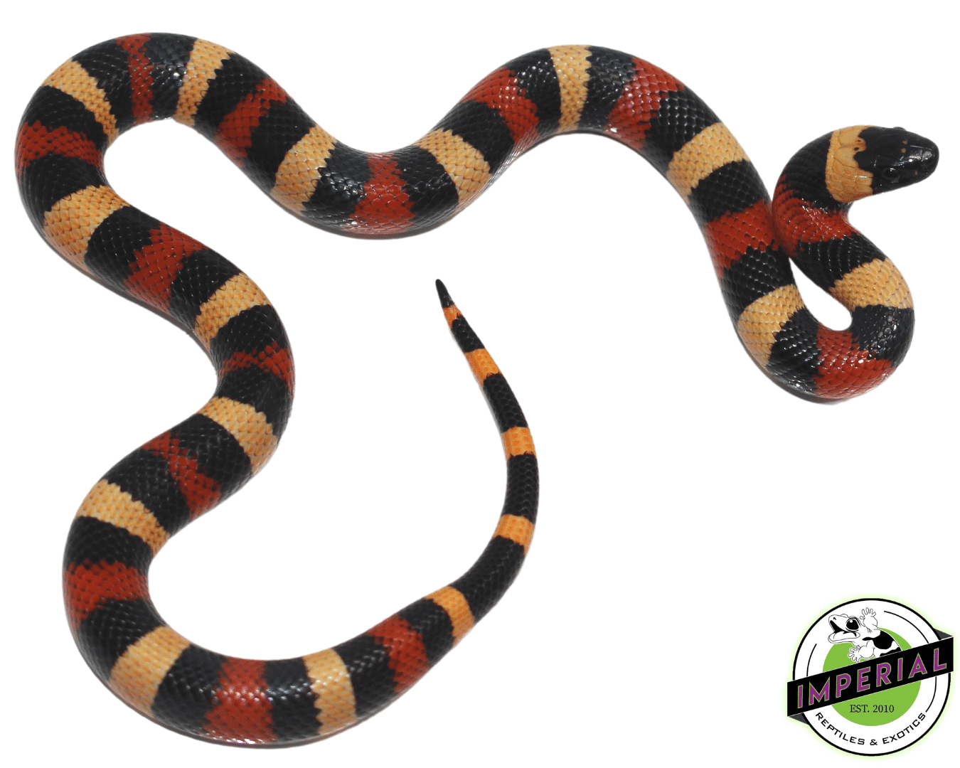 Apricot Pueblan Milk Snake Baby