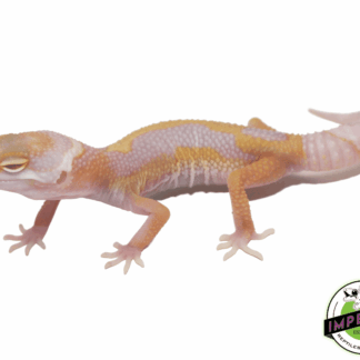 Aptor Leopard Gecko Baby