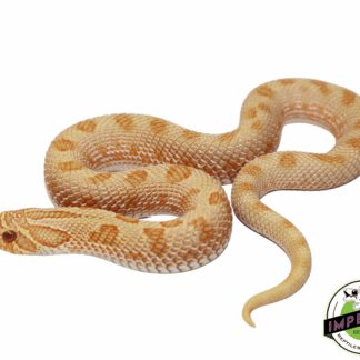 Arctic Albino Anaconda Western Hognose