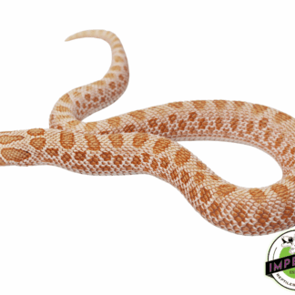 Arctic Albino Anaconda Western Hognose Female (#62623-02)