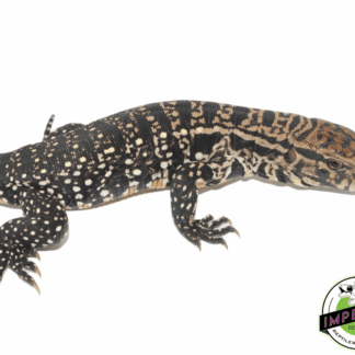 Argentine Black & White Tegu Juvenile