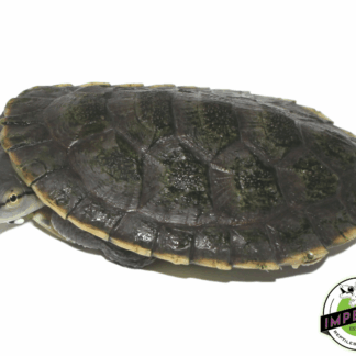 Argentine Sideneck Turtle