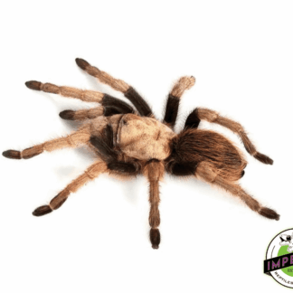 Arizona Blonde Tarantula (Aphonopelma chalcodes)