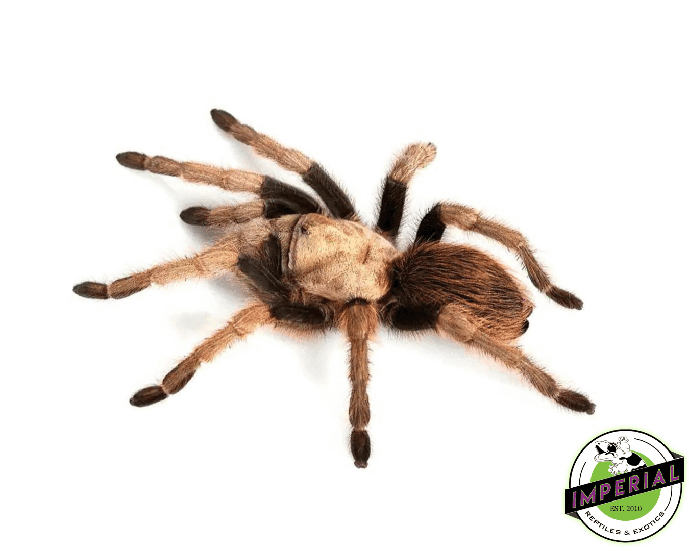 Arizona Blonde Tarantula (Aphonopelma chalcodes)