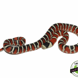 Arizona Mountain Kingsnake