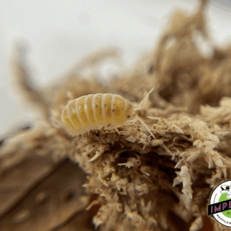 Armadillidium vulgare "Magic Potion" Isopods (10 ct.)