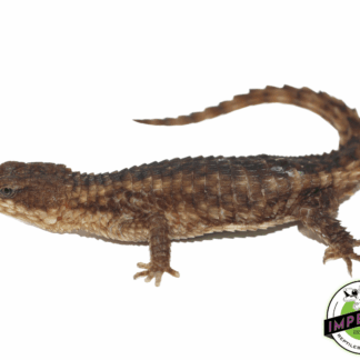 East African Armadillo Girdled Lizard