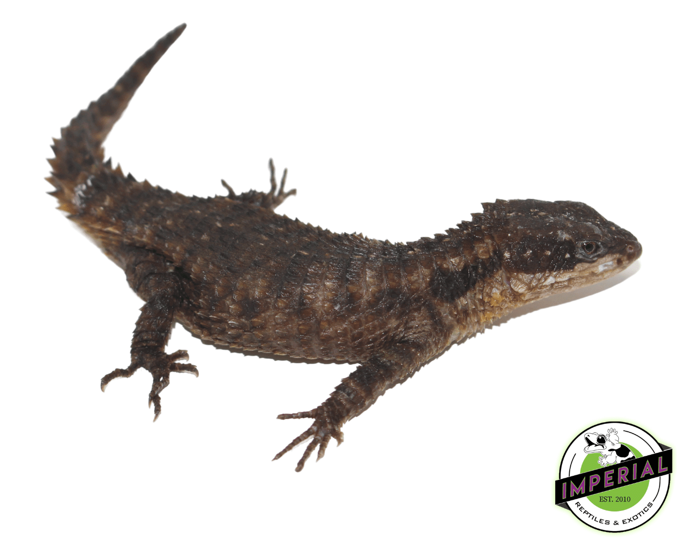 East African Armadillo Girdled Lizard - Image 2