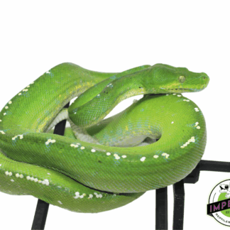 Aru Green Tree Python Adult