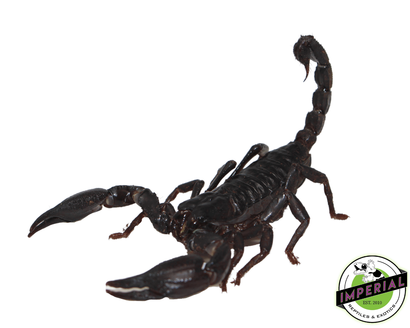 Asian Forest Scorpion - Image 2