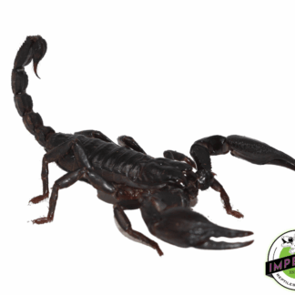 Asian Forest Scorpion