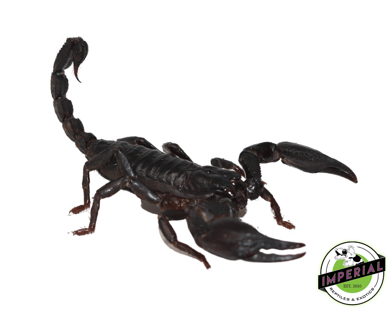 Asian Forest Scorpion
