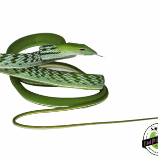 Asian Vine Snake