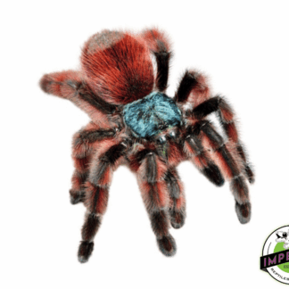 Antilles Pink-Toe Tarantula (Caribena versicolor)