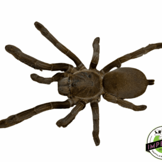 Australian Barking Spider