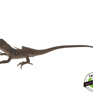 Australian Water Dragon Baby