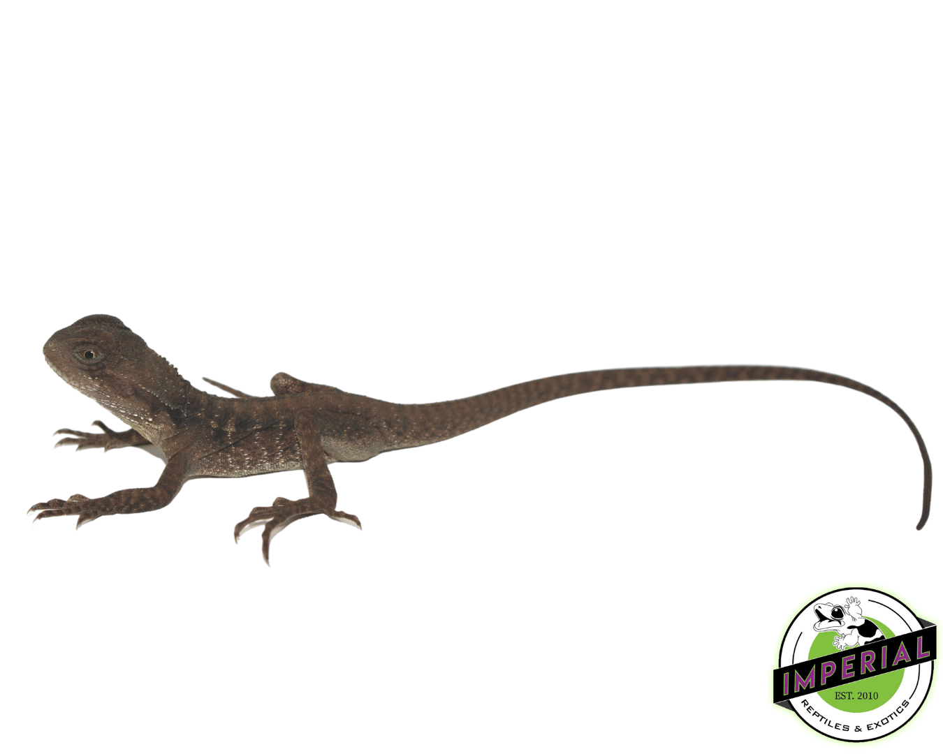 Australian Water Dragon Baby