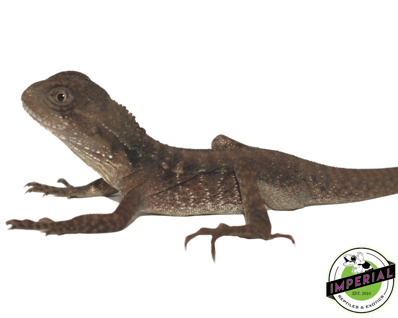 Australian Water Dragon Baby - Image 2