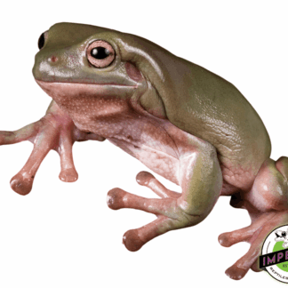 White's Tree Frog