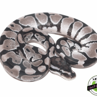 Axanthic (VPI) Ball Python