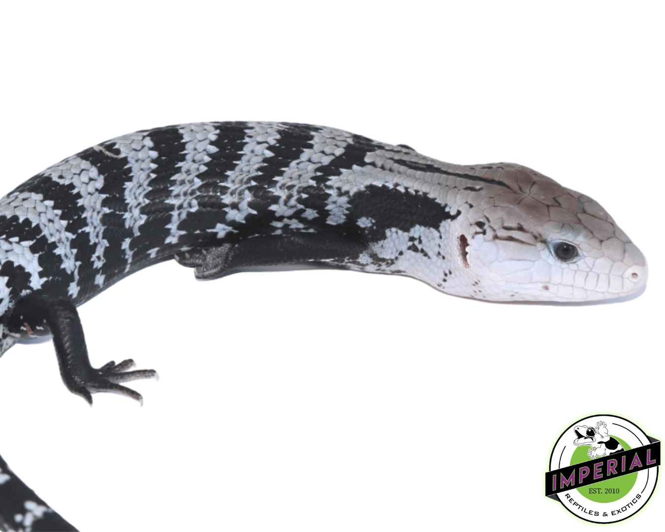Axanthic Halmahera Blue Tongue Skink Baby - Image 3