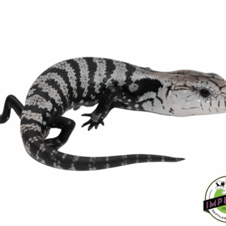 Axanthic Halmahera Blue Tongue Skink Baby