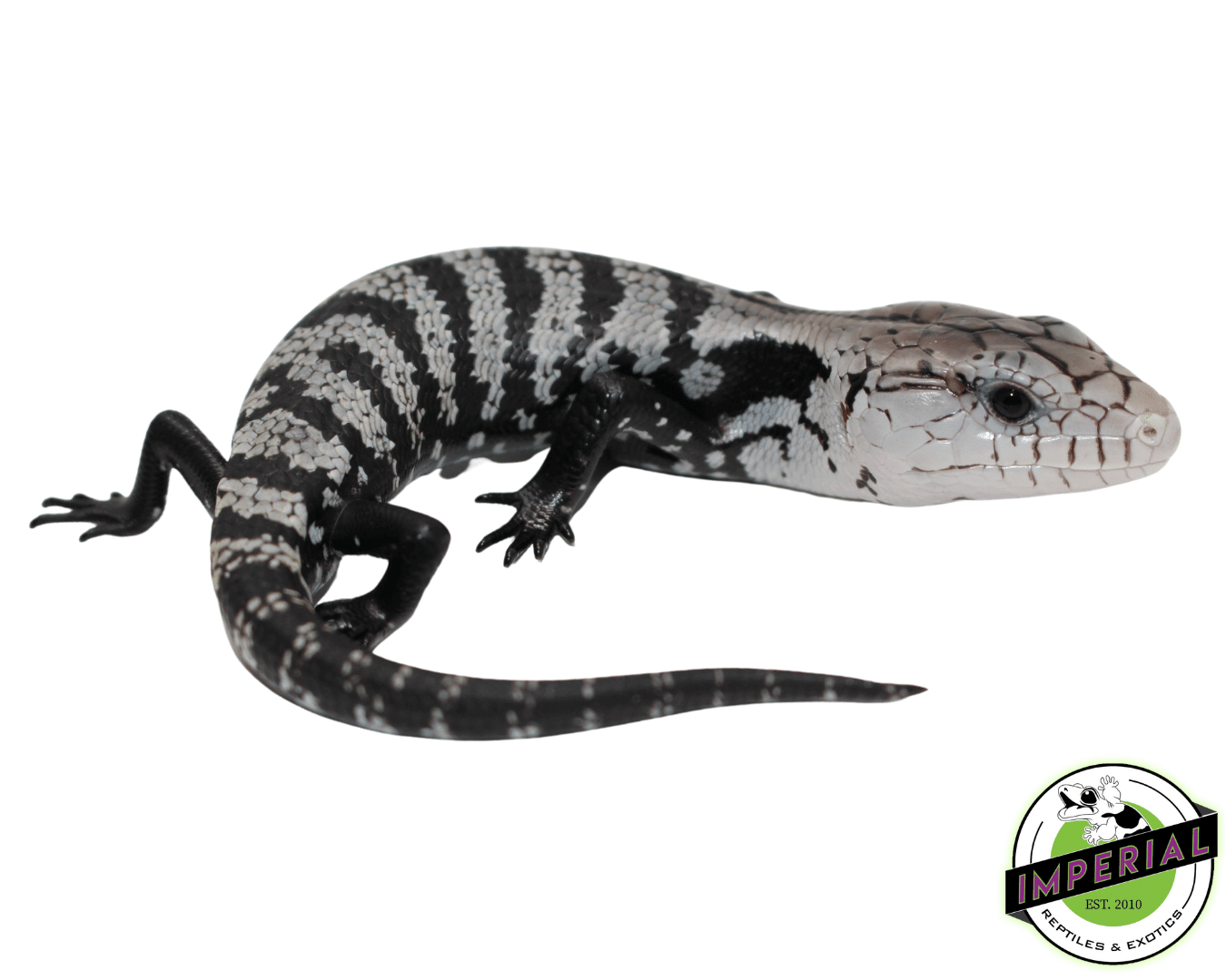 Axanthic Halmahera Blue Tongue Skink Baby