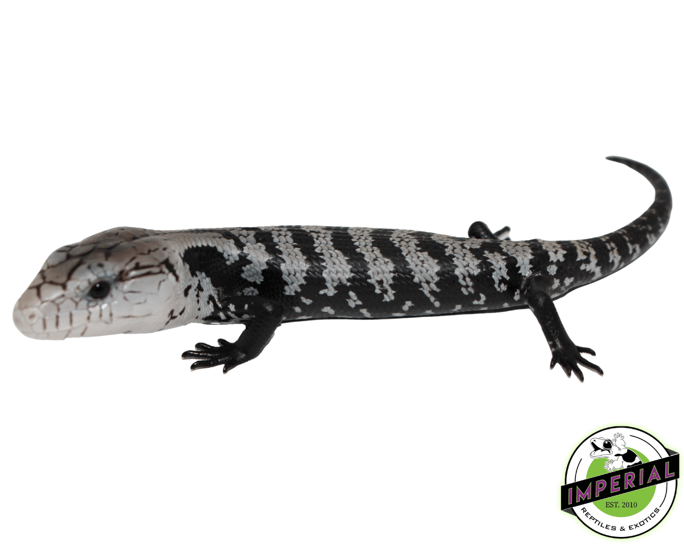 Axanthic Halmahera Blue Tongue Skink Baby - Image 2