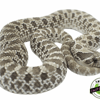 Axanthic Western Hognose