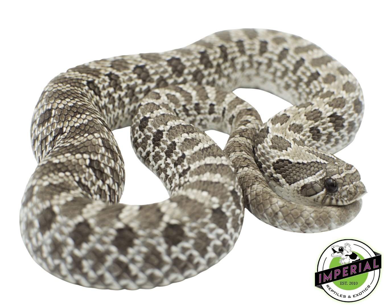 Axanthic Western Hognose