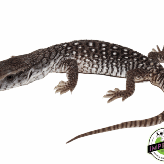 "Oreo" Axanthic Savannah Monitor Baby