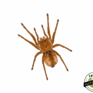 Baby Goliath Bird-Eater Tarantula (Theraphosa blondi)