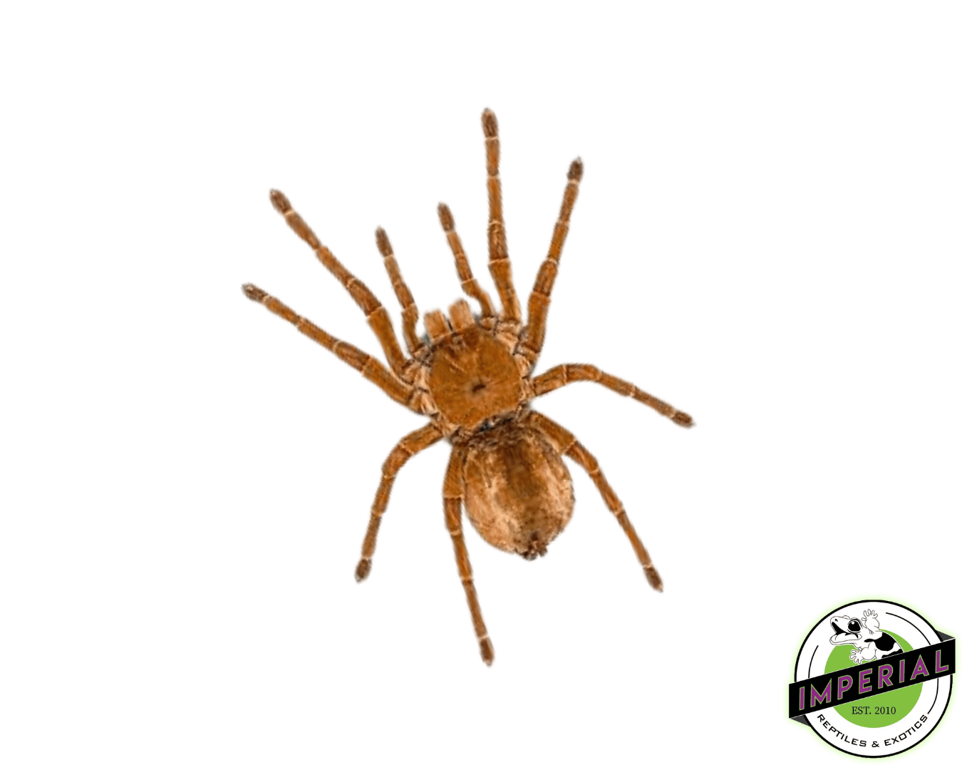 Baby Goliath Bird-Eater Tarantula (Theraphosa blondi)