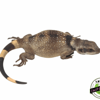 Red and Black Chuckwalla Baby