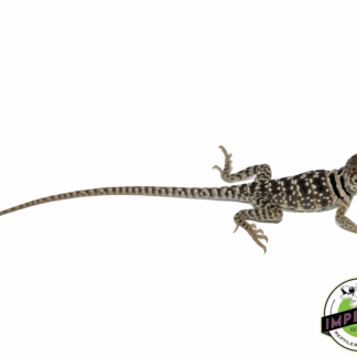 Eastern Collared Lizard Baby