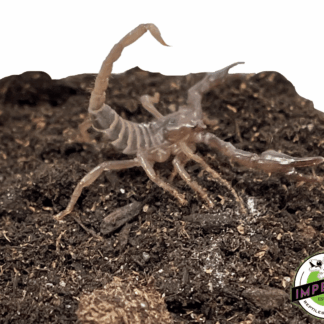 Baby Emperor Scorpion