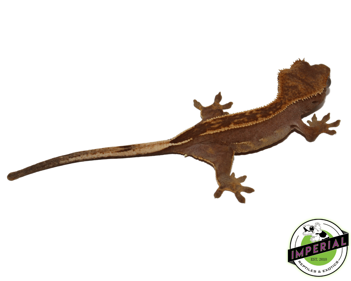 Partial Pinstripe Crested Gecko Baby - Image 2