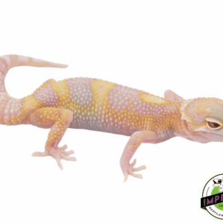 Eclipse Albino Leopard Gecko Baby