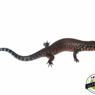 Fire Skink Baby