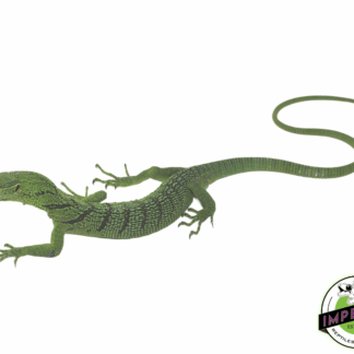 Green Tree Monitor Yearling