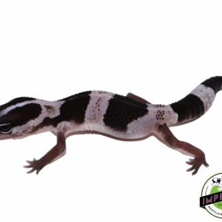 Striped Oreo African Fat Tail Gecko Baby