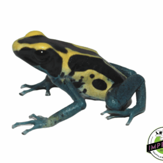 Patricia Dart Frog (Dendrobates tinctorius)
