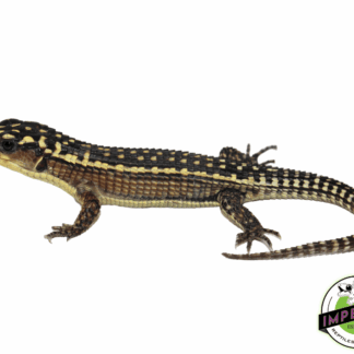 Baby Giant Plated Lizard