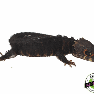 Red Eye Crocodile Skink Baby